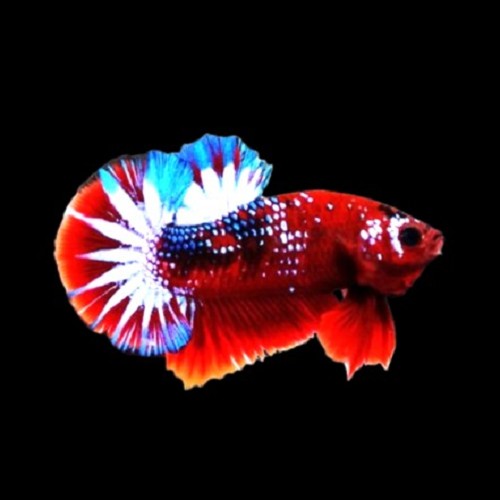 Betta splendens - Siamesischer kampffisch männlich hellboy Spiderman